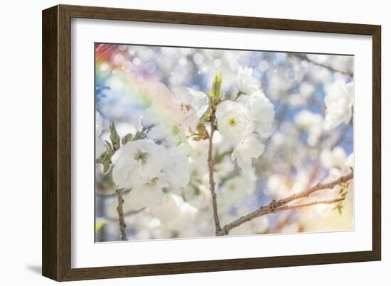 White Spring Blossoms 07-LightBoxJournal-Framed Giclee Print