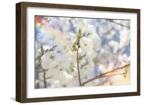 White Spring Blossoms 07-LightBoxJournal-Framed Giclee Print