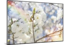 White Spring Blossoms 07-LightBoxJournal-Mounted Giclee Print
