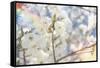 White Spring Blossoms 07-LightBoxJournal-Framed Stretched Canvas