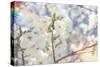White Spring Blossoms 07-LightBoxJournal-Stretched Canvas