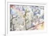 White Spring Blossoms 07-LightBoxJournal-Framed Giclee Print