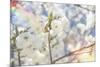 White Spring Blossoms 07-LightBoxJournal-Mounted Giclee Print