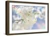 White Spring Blossoms 08-LightBoxJournal-Framed Giclee Print