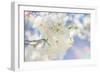 White Spring Blossoms 08-LightBoxJournal-Framed Giclee Print