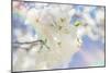 White Spring Blossoms 08-LightBoxJournal-Mounted Giclee Print