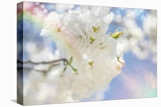 White Spring Blossoms 08-LightBoxJournal-Stretched Canvas