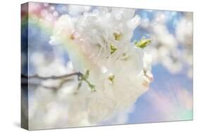 White Spring Blossoms 08-LightBoxJournal-Stretched Canvas