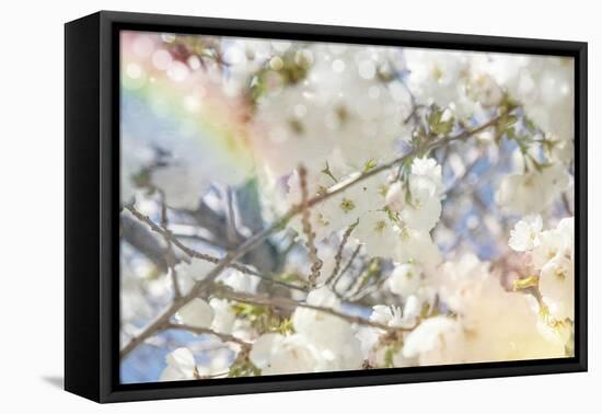 White Spring Blossoms 09-LightBoxJournal-Framed Stretched Canvas