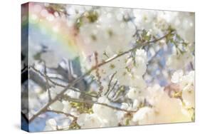 White Spring Blossoms 09-LightBoxJournal-Stretched Canvas