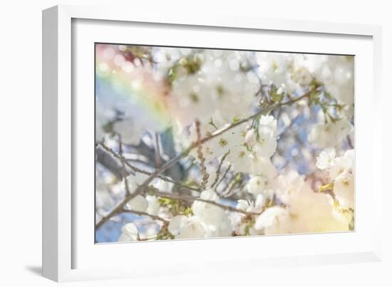 White Spring Blossoms 09-LightBoxJournal-Framed Giclee Print