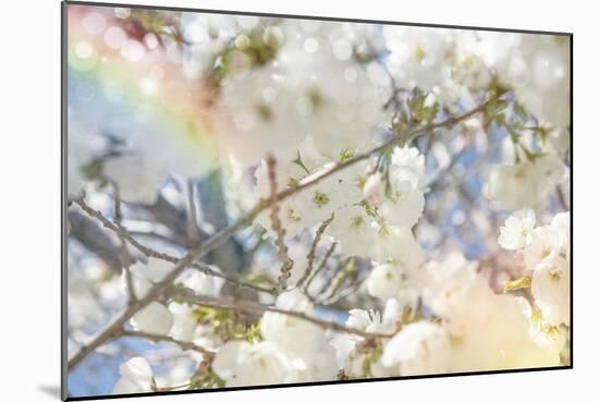 White Spring Blossoms 09-LightBoxJournal-Mounted Giclee Print