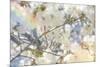 White Spring Blossoms 09-LightBoxJournal-Mounted Giclee Print