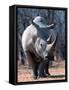 White Square-Lipped Rhino, Namibia-Claudia Adams-Framed Stretched Canvas