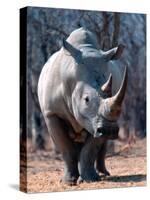 White Square-Lipped Rhino, Namibia-Claudia Adams-Stretched Canvas