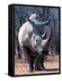 White Square-Lipped Rhino, Namibia-Claudia Adams-Framed Stretched Canvas