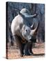 White Square-Lipped Rhino, Namibia-Claudia Adams-Stretched Canvas