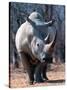 White Square-Lipped Rhino, Namibia-Claudia Adams-Stretched Canvas