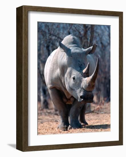 White Square-Lipped Rhino, Namibia-Claudia Adams-Framed Photographic Print