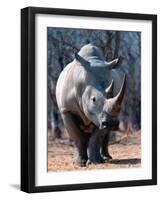 White Square-Lipped Rhino, Namibia-Claudia Adams-Framed Photographic Print