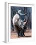 White Square-Lipped Rhino, Namibia-Claudia Adams-Framed Photographic Print