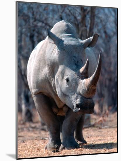 White Square-Lipped Rhino, Namibia-Claudia Adams-Mounted Photographic Print