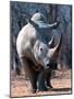 White Square-Lipped Rhino, Namibia-Claudia Adams-Mounted Photographic Print