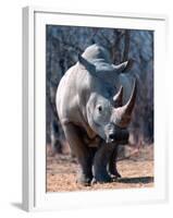 White Square-Lipped Rhino, Namibia-Claudia Adams-Framed Photographic Print