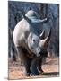 White Square-Lipped Rhino, Namibia-Claudia Adams-Mounted Photographic Print