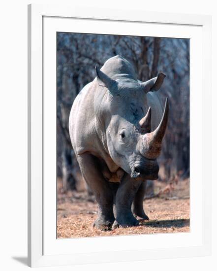 White Square-Lipped Rhino, Namibia-Claudia Adams-Framed Photographic Print