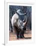 White Square-Lipped Rhino, Namibia-Claudia Adams-Framed Photographic Print