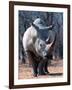 White Square-Lipped Rhino, Namibia-Claudia Adams-Framed Photographic Print