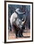 White Square-Lipped Rhino, Namibia-Claudia Adams-Framed Photographic Print