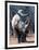 White Square-Lipped Rhino, Namibia-Claudia Adams-Framed Photographic Print