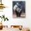 White Square-Lipped Rhino, Namibia-Claudia Adams-Photographic Print displayed on a wall
