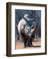 White Square-Lipped Rhino, Namibia-Claudia Adams-Framed Photographic Print