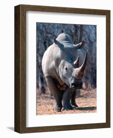 White Square-Lipped Rhino, Namibia-Claudia Adams-Framed Photographic Print