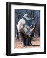 White Square-Lipped Rhino, Namibia-Claudia Adams-Framed Photographic Print