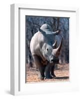 White Square-Lipped Rhino, Namibia-Claudia Adams-Framed Photographic Print