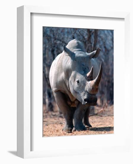 White Square-Lipped Rhino, Namibia-Claudia Adams-Framed Photographic Print