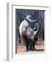 White Square-Lipped Rhino, Namibia-Claudia Adams-Framed Photographic Print