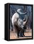 White Square-Lipped Rhino, Namibia-Claudia Adams-Framed Stretched Canvas