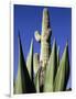 White Stallion Dude Ranch, Tucson, Arizona, USA-Julian McRoberts-Framed Photographic Print