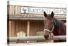 White Stallion Dude Ranch. Tucson, Arizona, USA-Julien McRoberts-Stretched Canvas