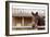 White Stallion Dude Ranch. Tucson, Arizona, USA-Julien McRoberts-Framed Photographic Print