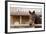 White Stallion Dude Ranch. Tucson, Arizona, USA-Julien McRoberts-Framed Photographic Print