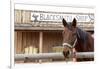 White Stallion Dude Ranch. Tucson, Arizona, USA-Julien McRoberts-Framed Photographic Print