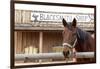 White Stallion Dude Ranch. Tucson, Arizona, USA-Julien McRoberts-Framed Photographic Print