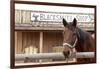 White Stallion Dude Ranch. Tucson, Arizona, USA-Julien McRoberts-Framed Photographic Print