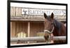 White Stallion Dude Ranch. Tucson, Arizona, USA-Julien McRoberts-Framed Photographic Print